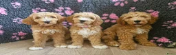 Goldendoodle dogs for sale: Health tested Australian Double Doodles - Advert 1
