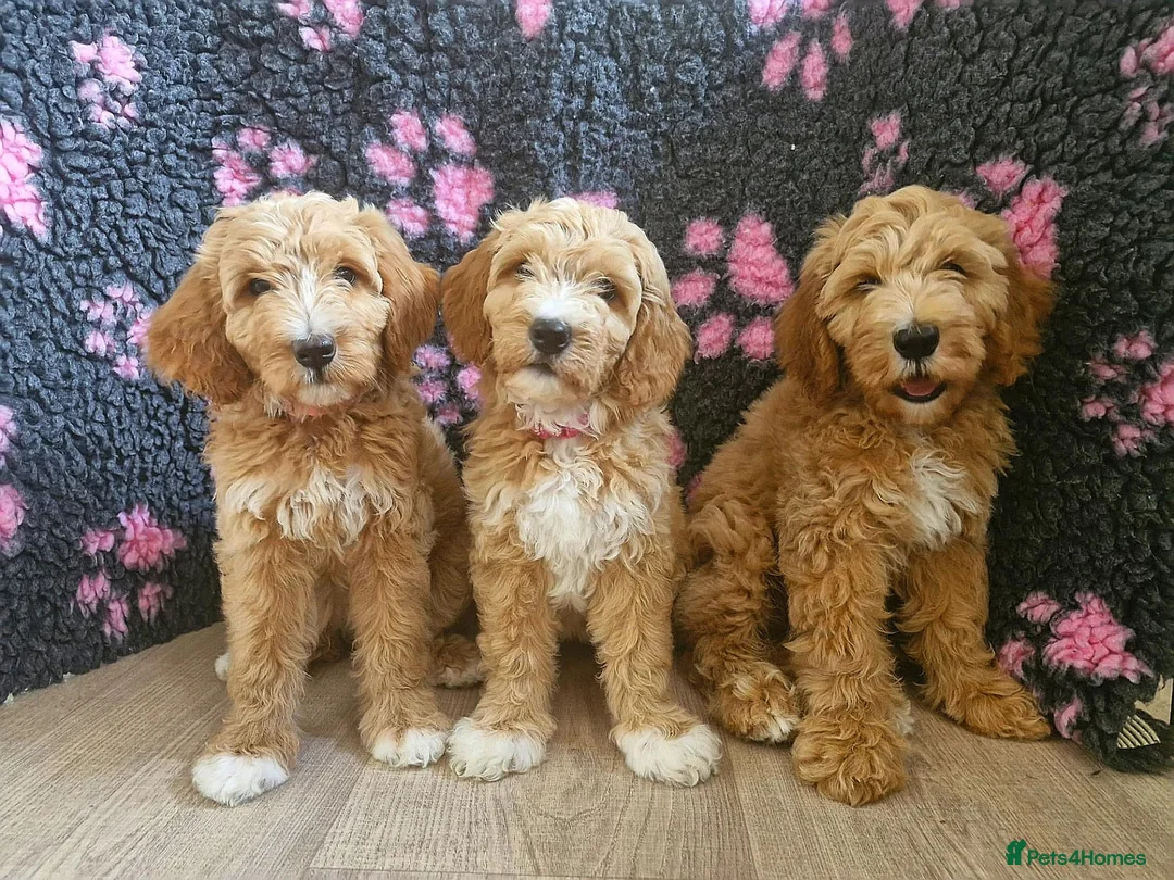 Goldendoodle dogs for sale: Health tested Australian Double Doodles - Advert 1