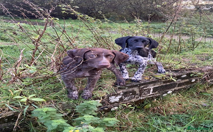 German Shorthaired Pointer dogs - Advert 1