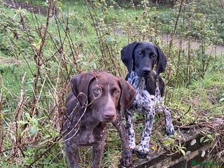 German Shorthaired Pointer dogs 2 girls left ‼️Stunning Litter of GSP puppies - Advert 3