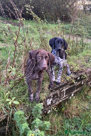German Shorthaired Pointer dogs - Advert 1