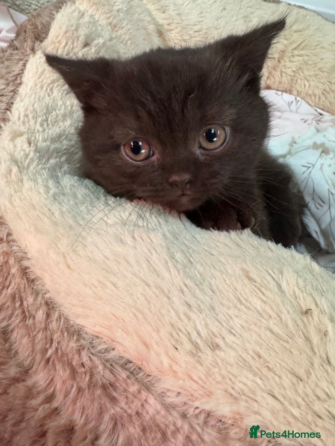 British Shorthair cats for sale: British Short Hair Chocolate kitten female  - Advert 5