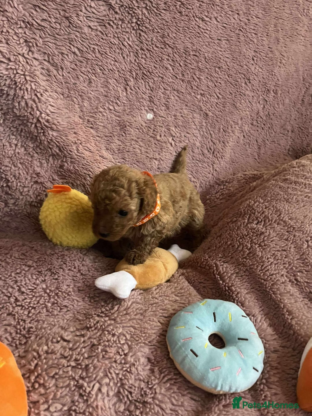 Miniature Poodle dogs for sale: Miniature Poodles!!! - Advert 24