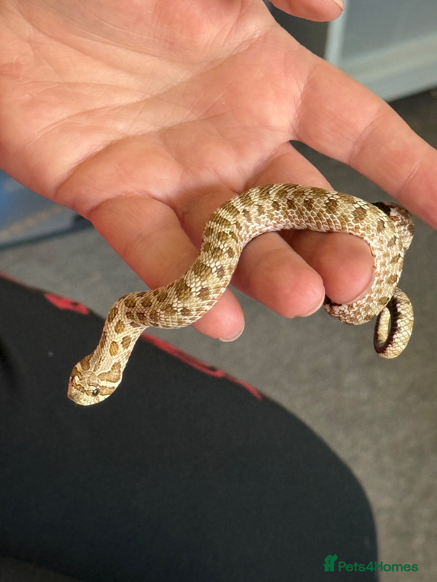 Snake reptiles Normal and Albino male Hognose snakes  - Advert 22