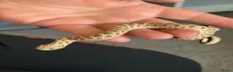 Snake reptiles for sale: Normal and Albino male Hognose snakes  - Advert 1