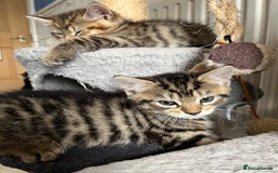 Bengal cats for sale: Bengal mix - Image 10