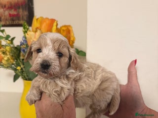Maltipoo dogs BEAUTIFUL F1 MALTIPOO PUPPIES - Advert 3