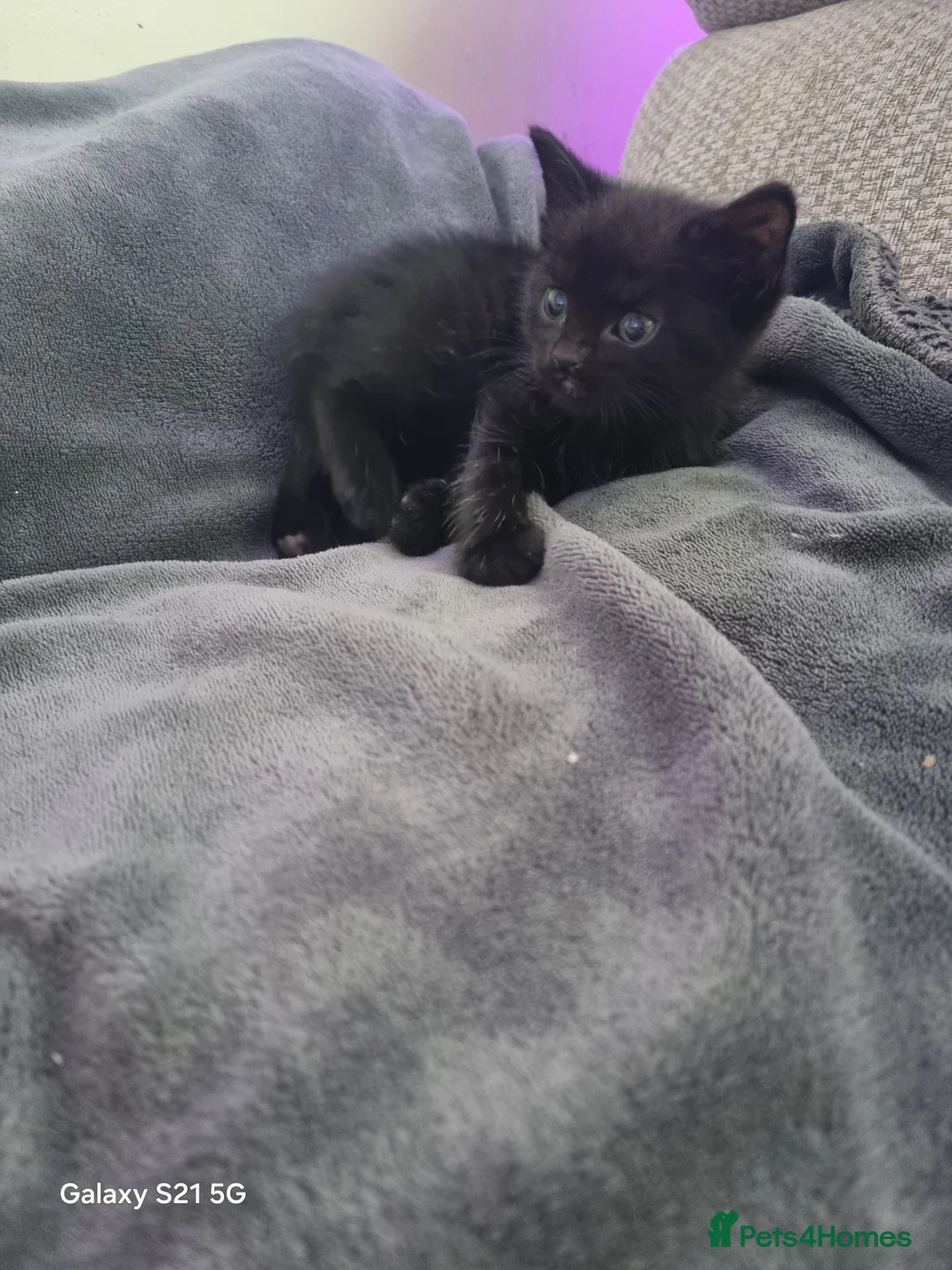 Mixed Breed cats for sale: long-haired kittens looking for a loving home - Advert 11