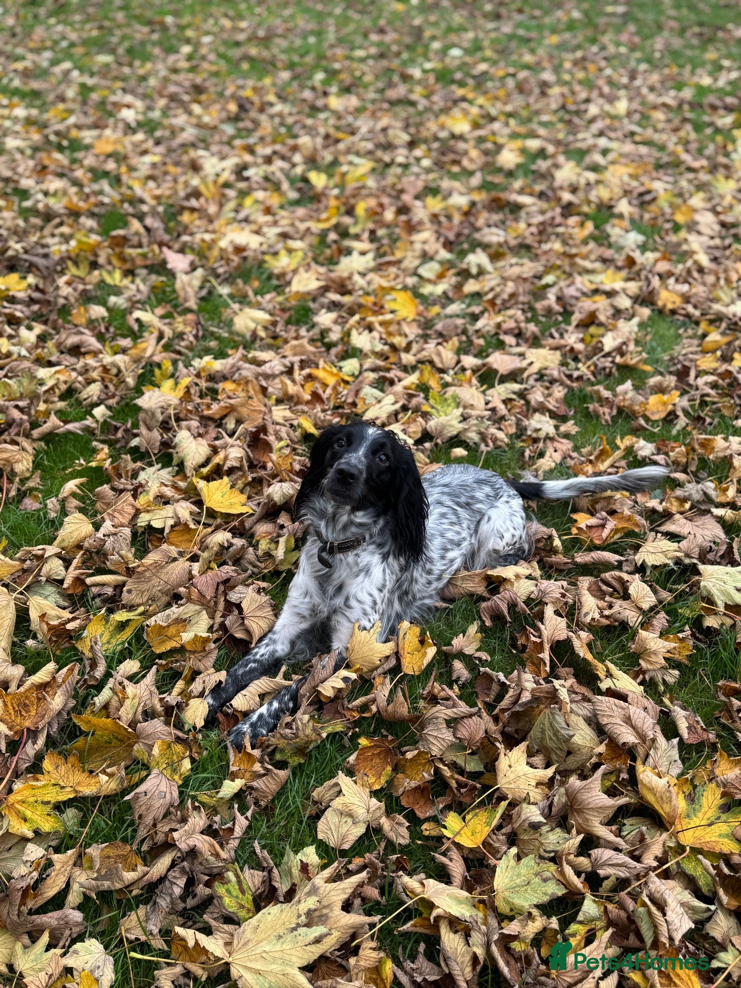 Cocker Spaniel dogs Working Cocker Spaniel Pups  - Advert 10