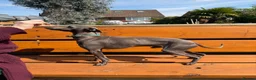 Italian Greyhound dogs for stud: Spanish import KC Italian greyhound for stud - Advert 5