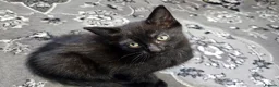 Mixed Breed cats for sale: A beautiful litter of 4 kittens - Advert 31