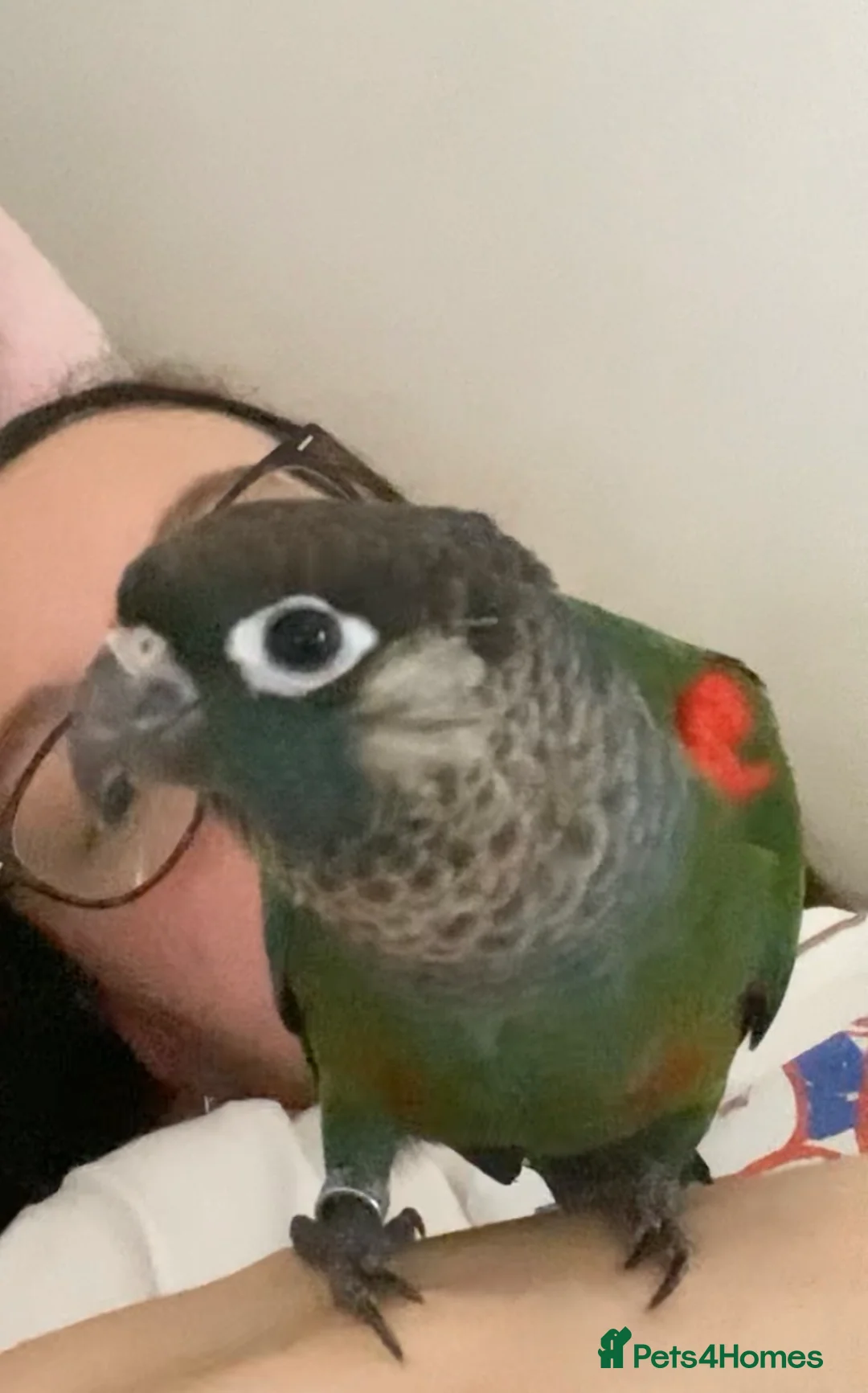 Conures birds for sale: Green cheek conure  in Southampton - Advert 2