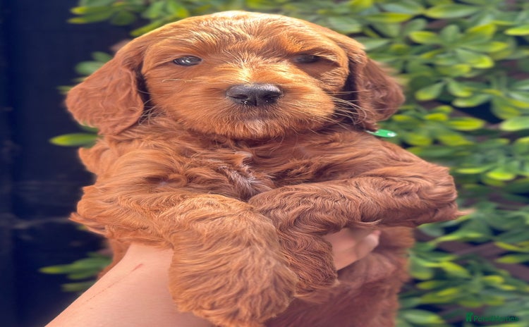 Goldendoodle dogs - Advert 1