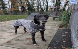 Greyhound dogs for adoption: Iris  - Image 1