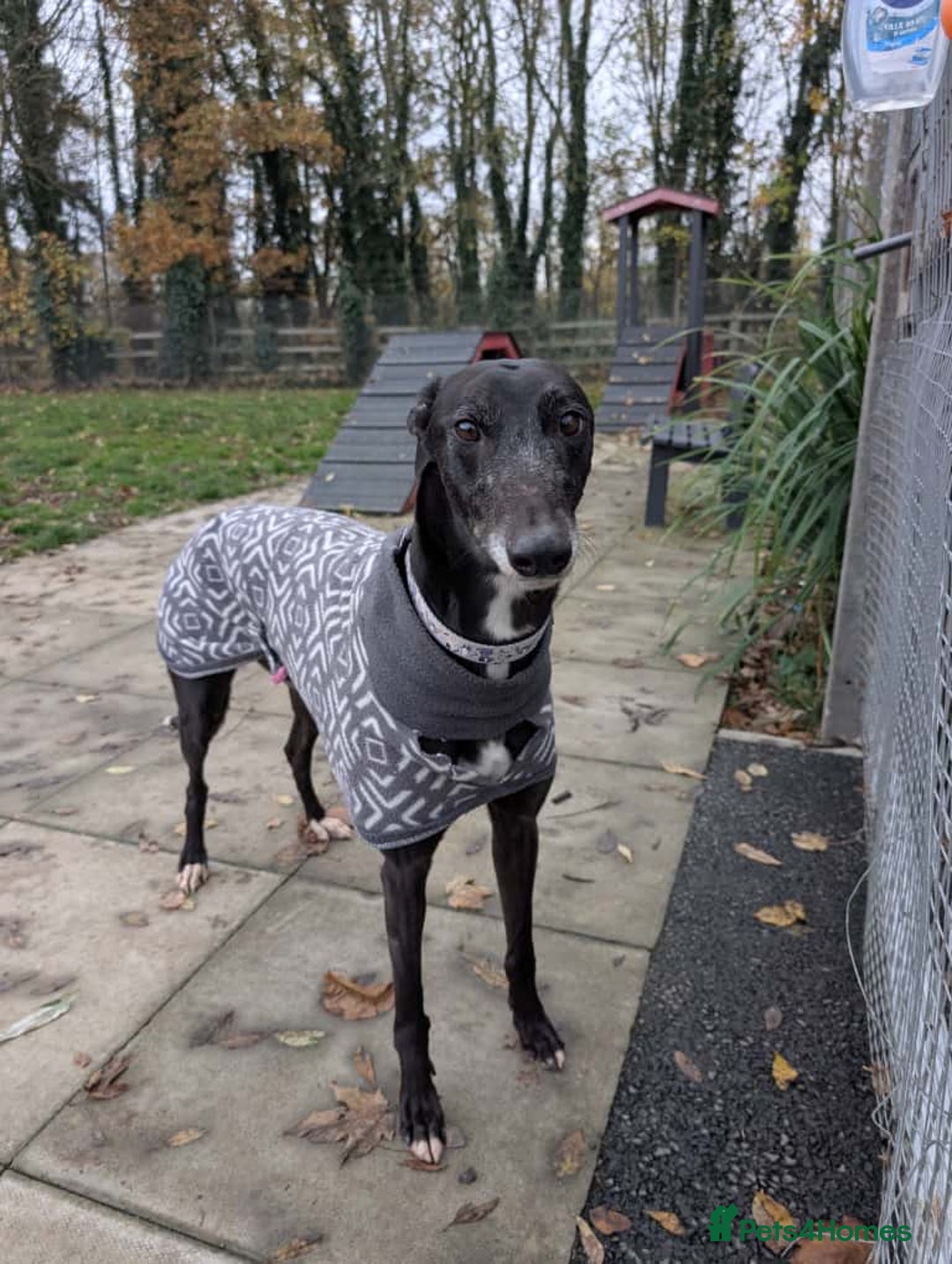 Greyhound dogs for adoption: Iris  - Image 1