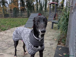 Greyhound dogs Iris - Advert 3