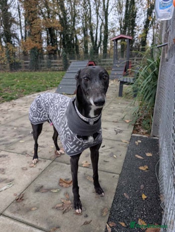 Greyhound dogs Iris - Advert 4