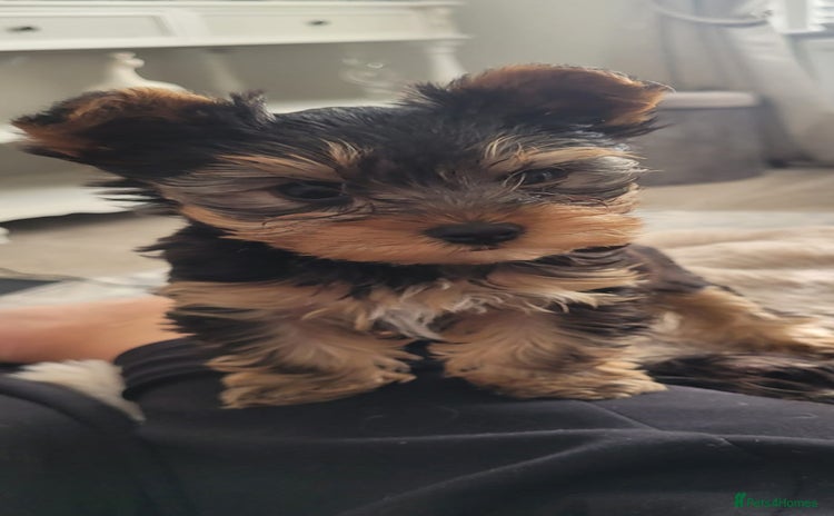 Yorkshire Terrier dogs - Advert 1