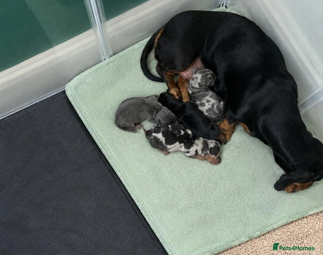 Miniature Dachshund dogs for sale: Two beautiful miniature dachshund puppies in Liverpool - Advert 3