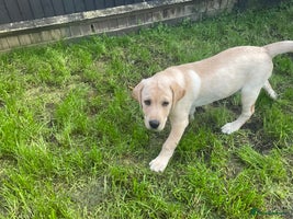 Labrador Retriever dogs Gorgeous, chunky pedigree Labrador puppy - Advert 3