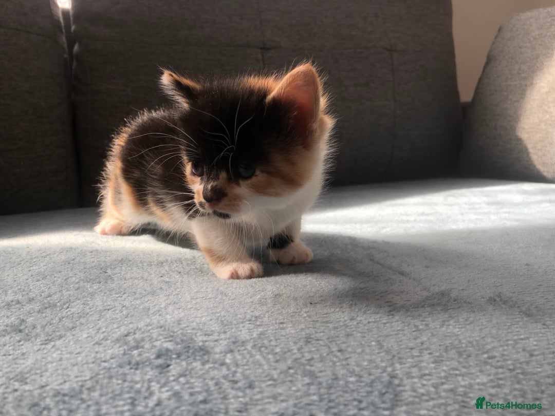 Mixed Breed cats for sale: 5 kittens for sale - Advert 26