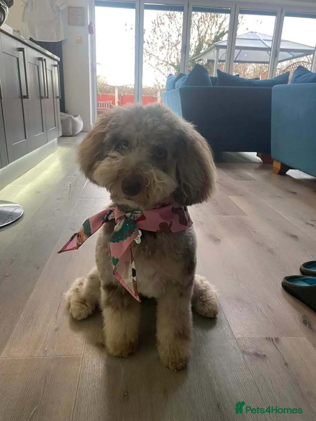 Bordoodle dogs for sale: F1 & F1b Bordoodle pups expected - Advert 19