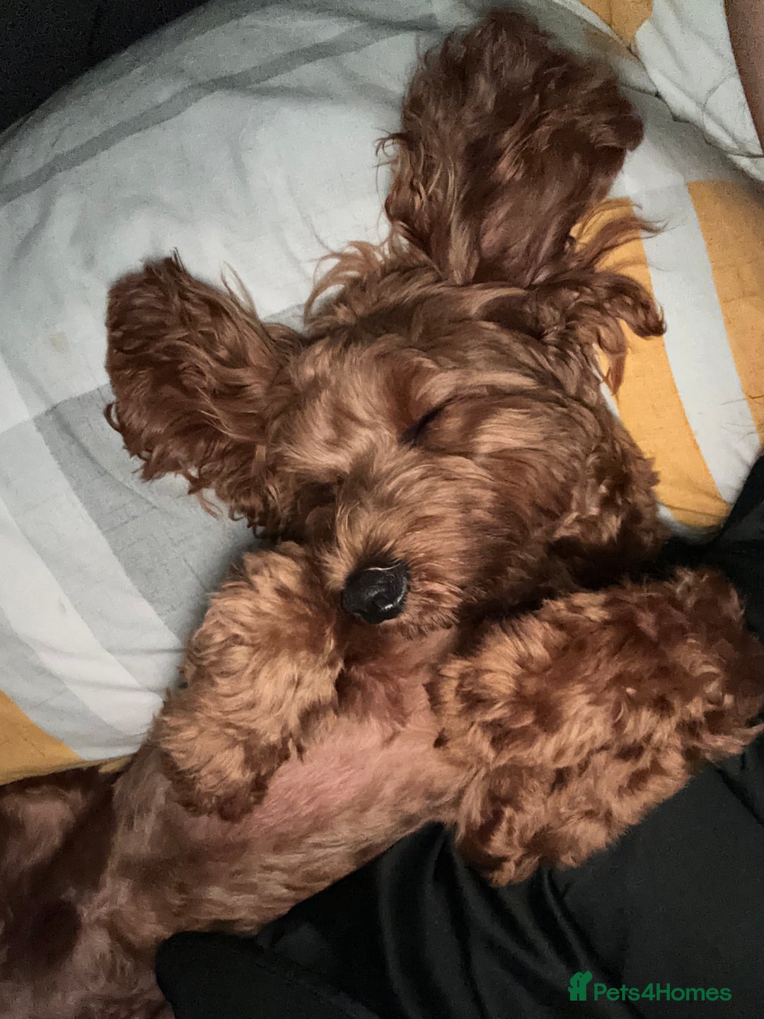 Cockapoo dogs for stud: Bear – DNA Tested Cockapoo Stud (Poodle-Dominant) - Advert 21