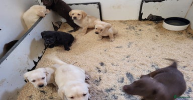 Labrador Retriever dogs - Advert 8