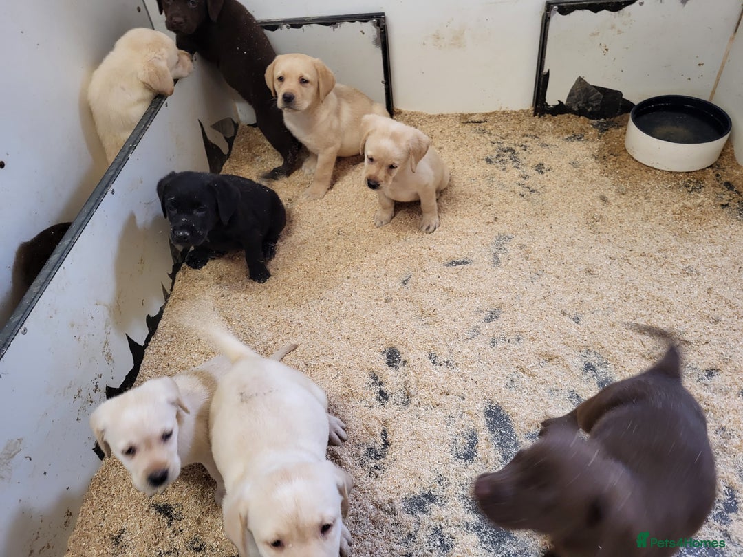 Labrador Retriever dogs for sale: Labrador puppies  - Image 2