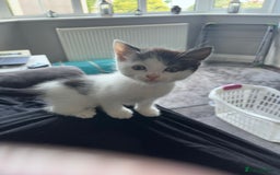 Mixed Breed cats for sale: Beautiful kitten  - Image 1