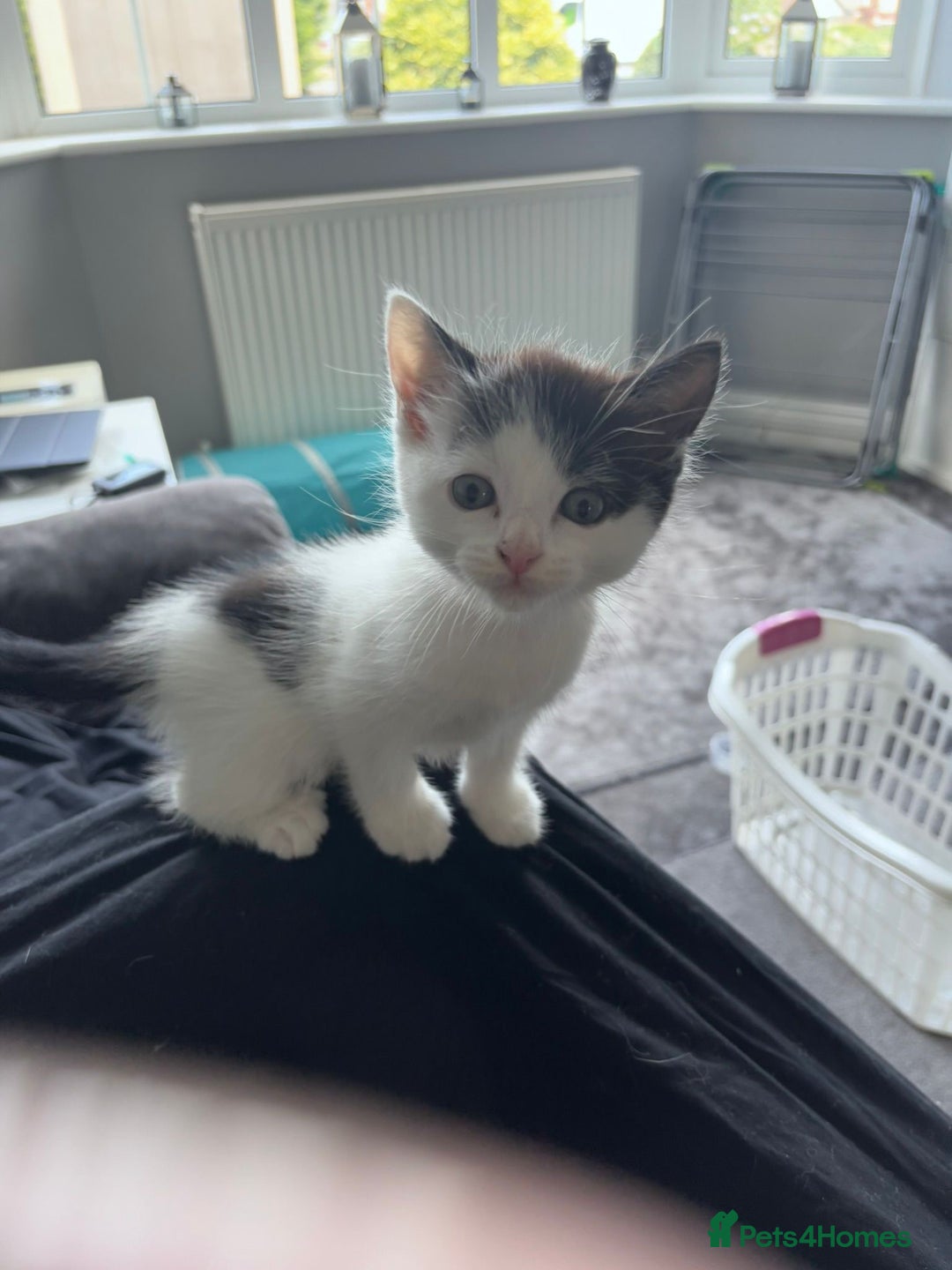 Mixed Breed cats for sale: Beautiful kitten  - Image 1