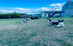 Border Collie dogs for sale: Collie puppies - Image 2