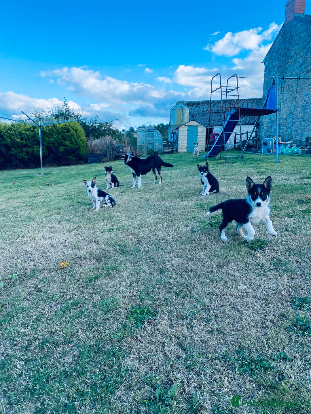 Border Collie dogs for sale: Collie puppies - Image 2