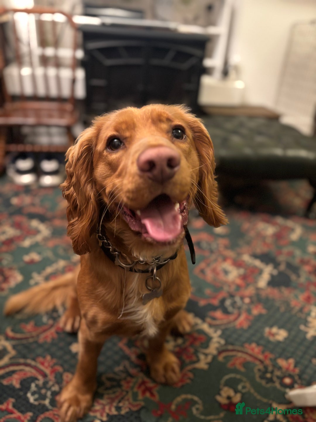 Cocker Spaniel dogs for sale: Cocker spaniel Male 1 year old  - Advert 5