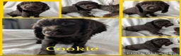 Cocker Spaniel dogs for sale: Cockerspaniel puppies ready soon! - Advert 9