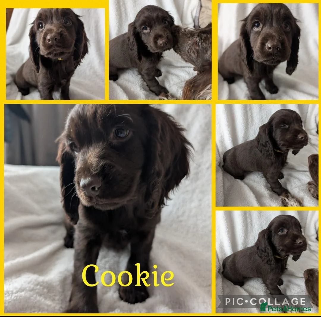 Cocker Spaniel dogs for sale: Cockerspaniel puppies ready soon! - Advert 9