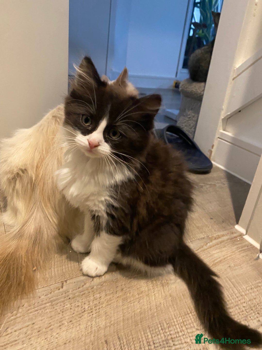 RagaMuffin cats for sale: 🐾 **Charming Ragdoll-Kittens for Adoption!** 🐾 - Image 17