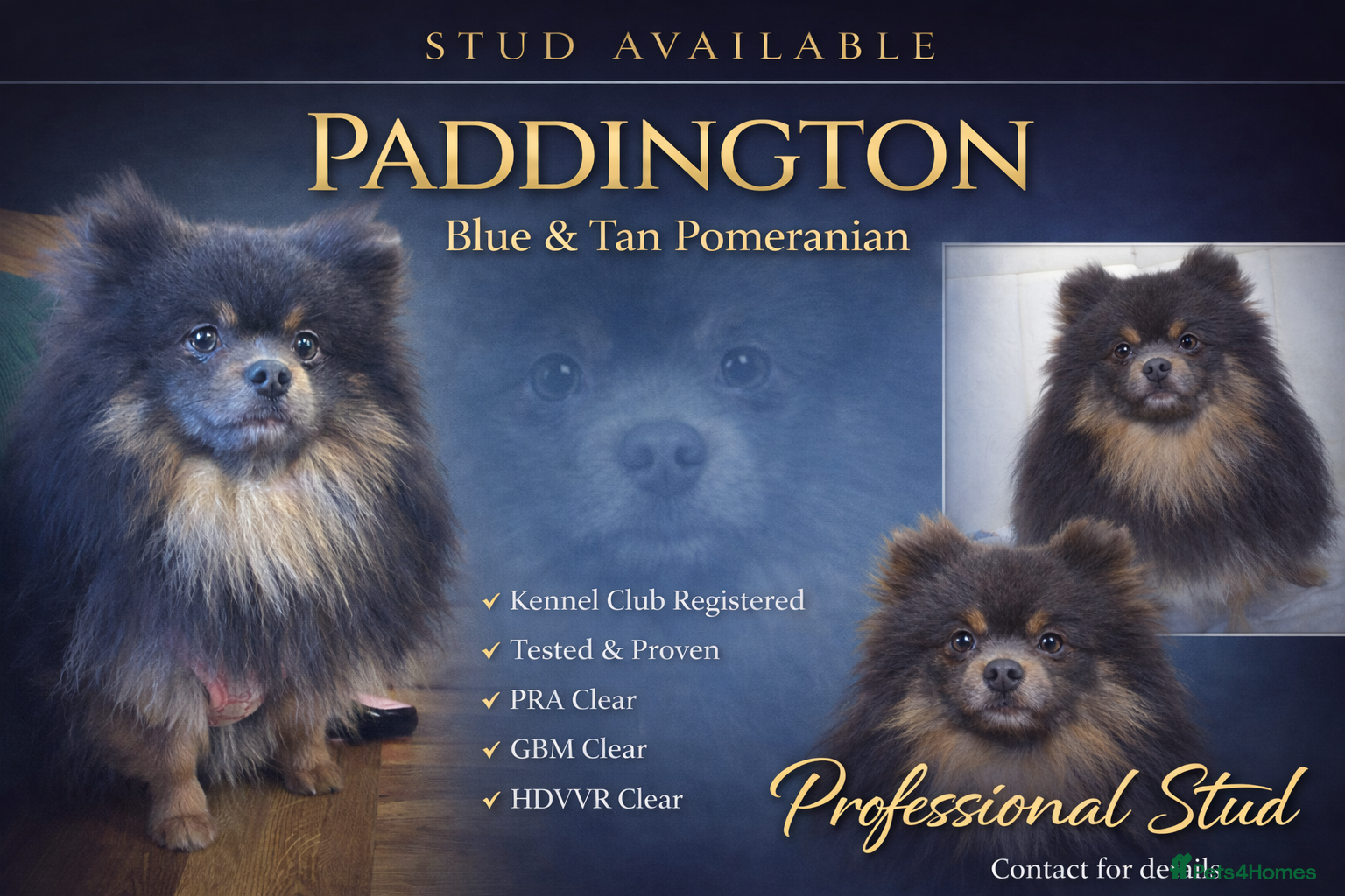 Pomeranian dogs Blue and tan Stud Only  - Advert 12