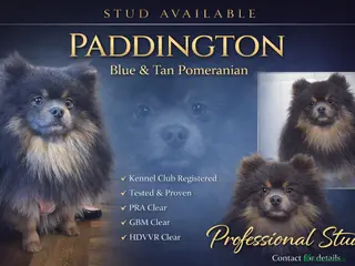 Pomeranian dogs Blue and tan Stud Only - Advert 12