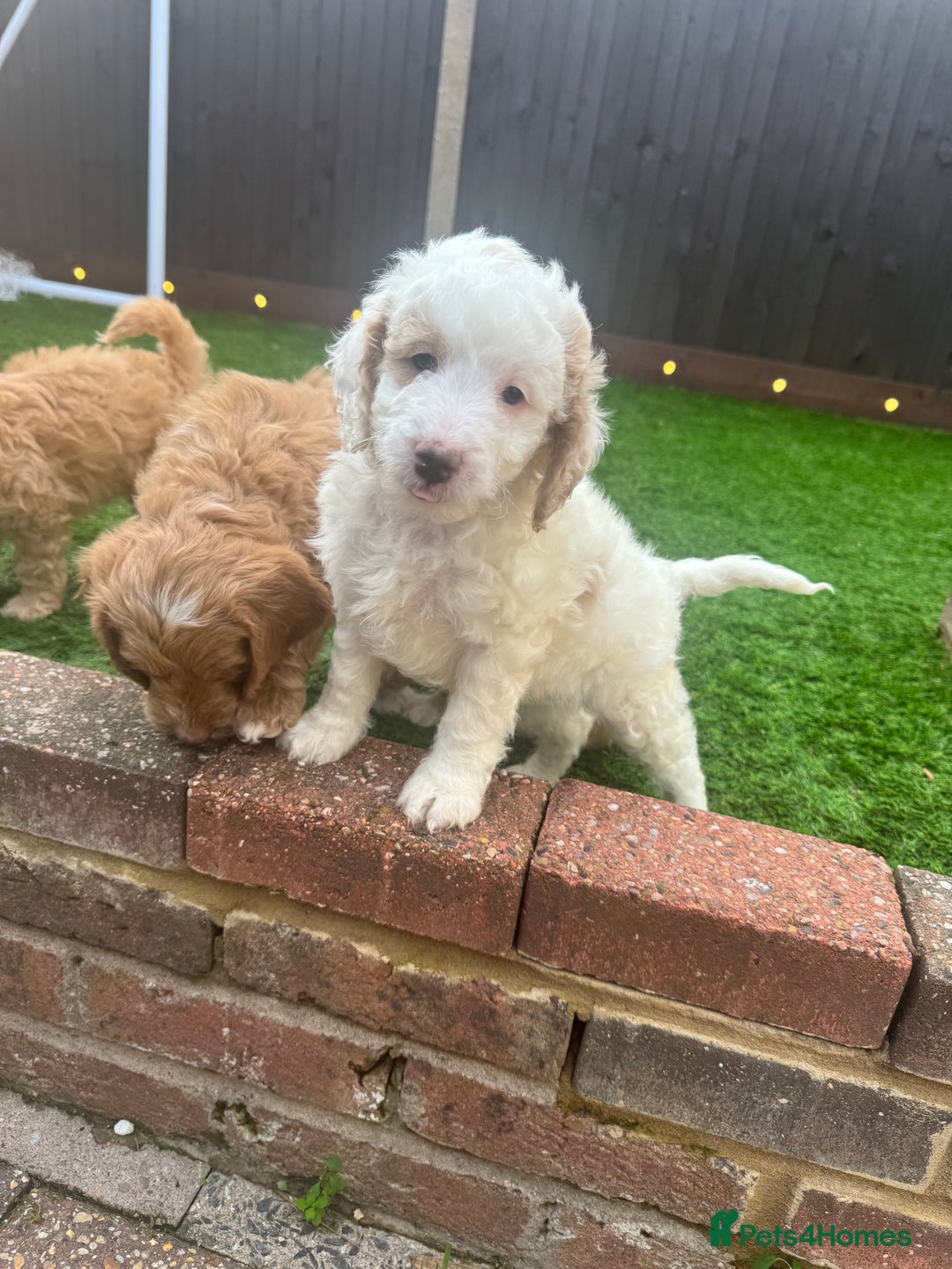Mixed Breed dogs for sale: 👑 Superb Rare Health Tested Cockadoodledoo Pups - Image 26