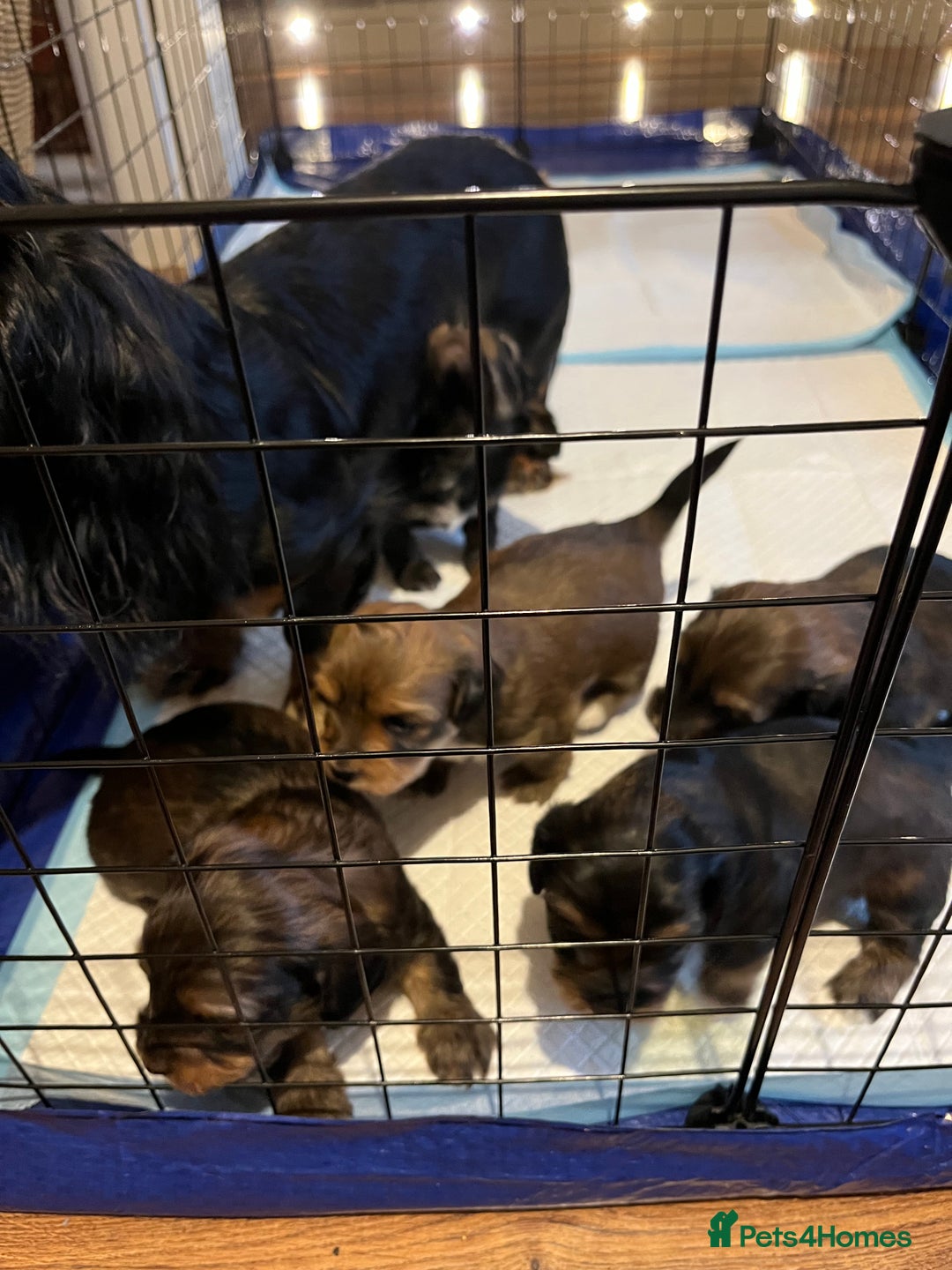 Mixed Breed dogs for sale: Beautiful Zuchon Doxies - Advert 34
