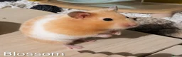 Hamster rodents for sale: Hundred Acre Hamster Rescue  - Advert 2