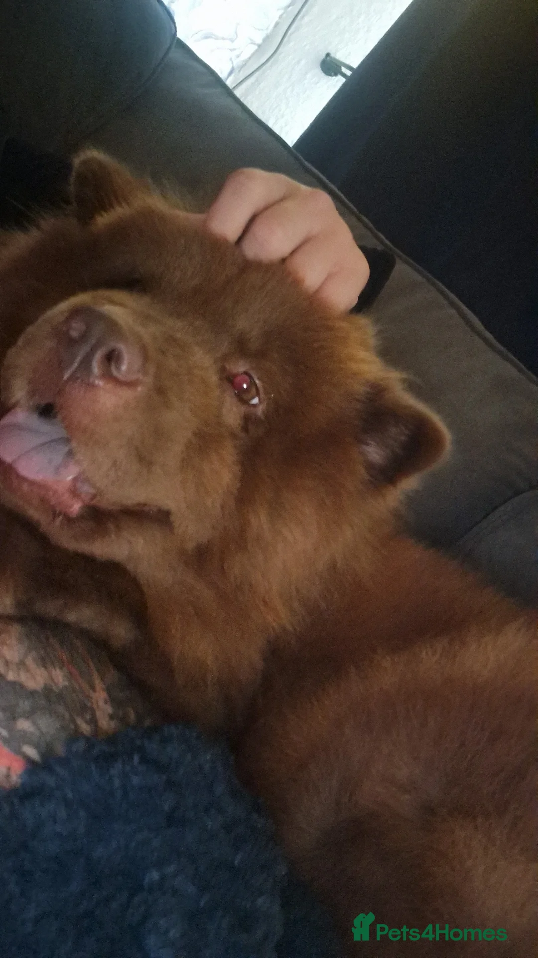 Chow Chow dogs for sale: Chocolate Chow Chow - Image 4