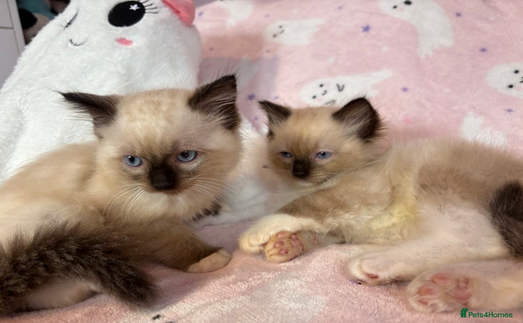 Ragdoll cats - Advert 1