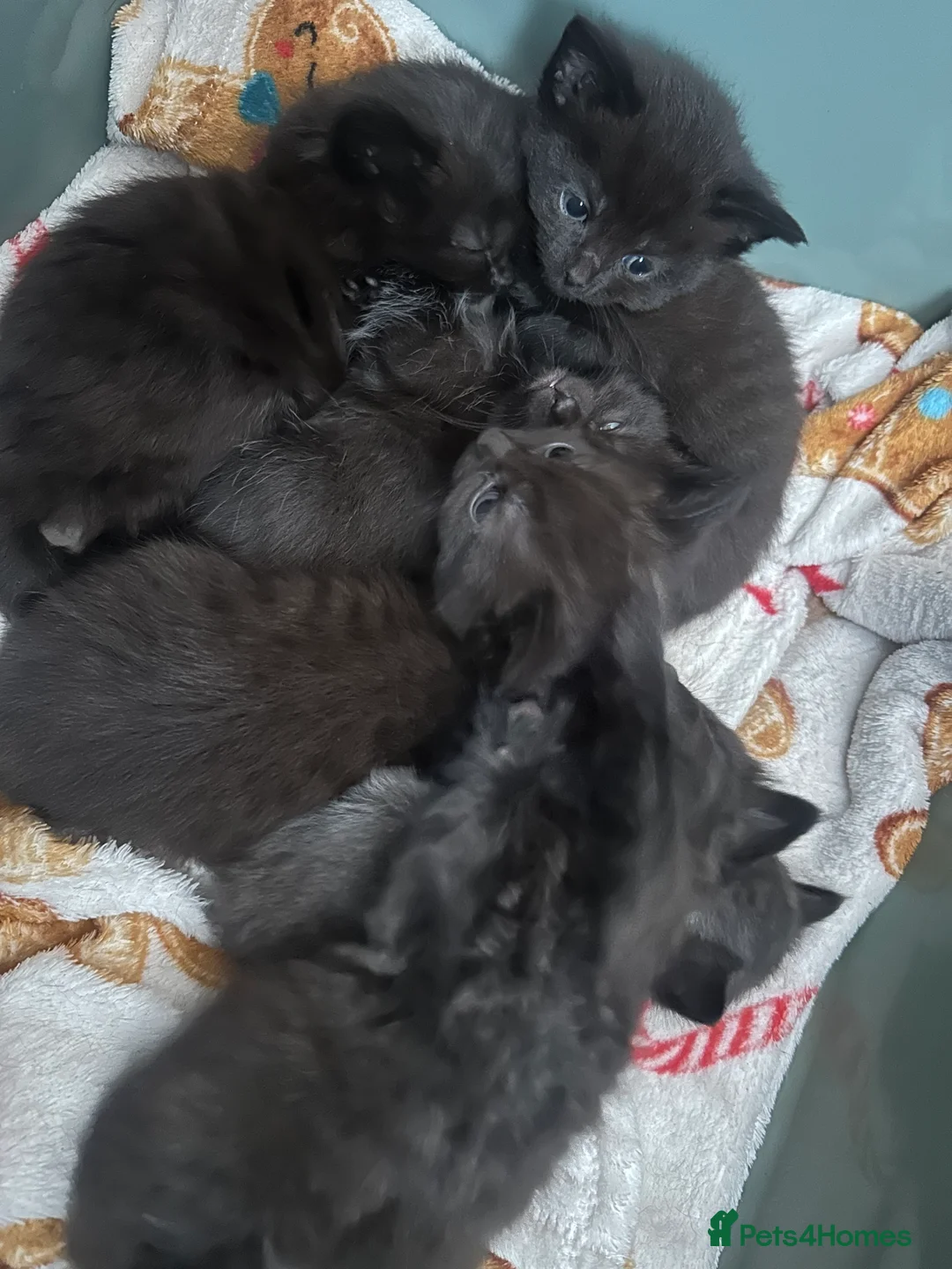 British Longhair cats for sale: British shorthair kittens  - Advert 2