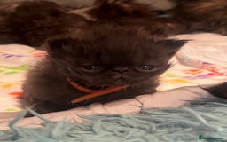 Persian cats for sale: Gorgeous Black Persian Kittens – GCCF Registered  - Image 15
