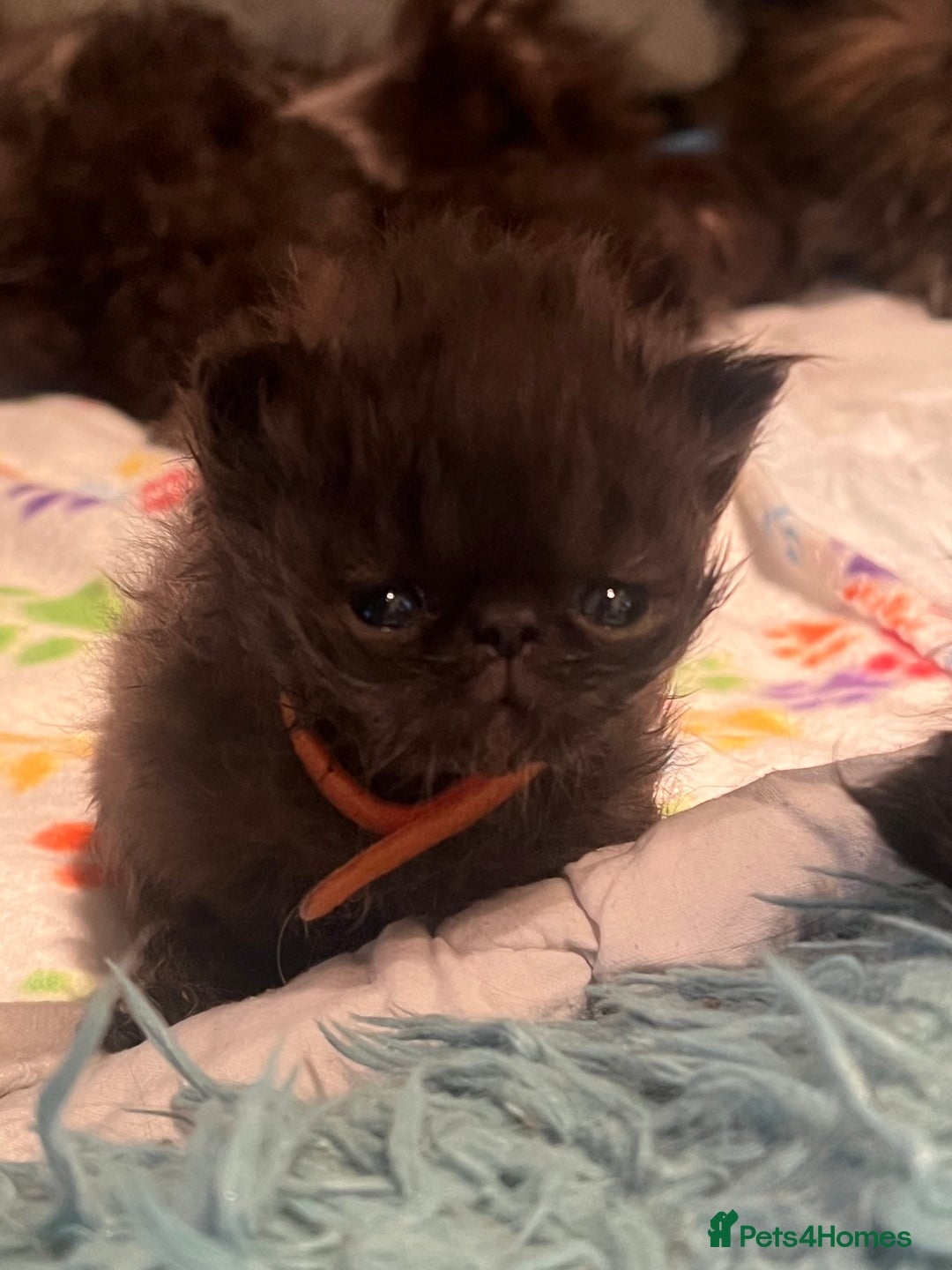 Persian cats for sale: Gorgeous Black Persian Kittens – GCCF Registered  - Image 15