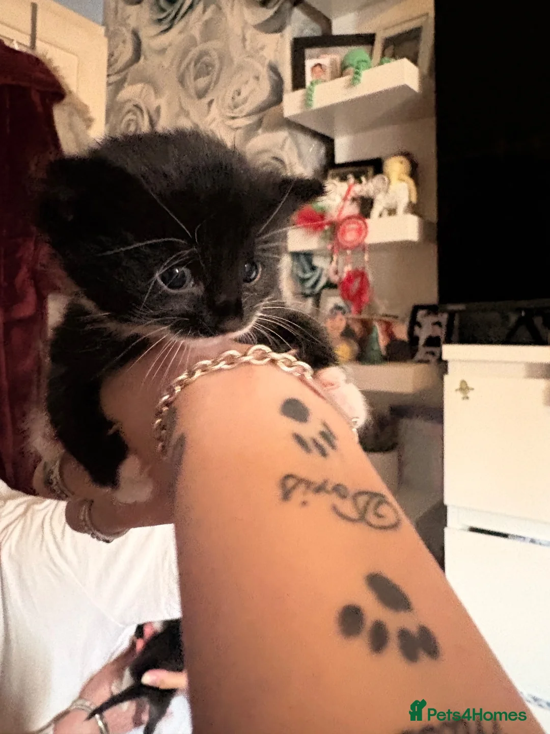 Mixed Breed cats for sale: Two Kittens  - Advert 3
