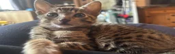 Savannah cats for sale: Beautiful Male Savannah f5 in Alresford - Advert 10
