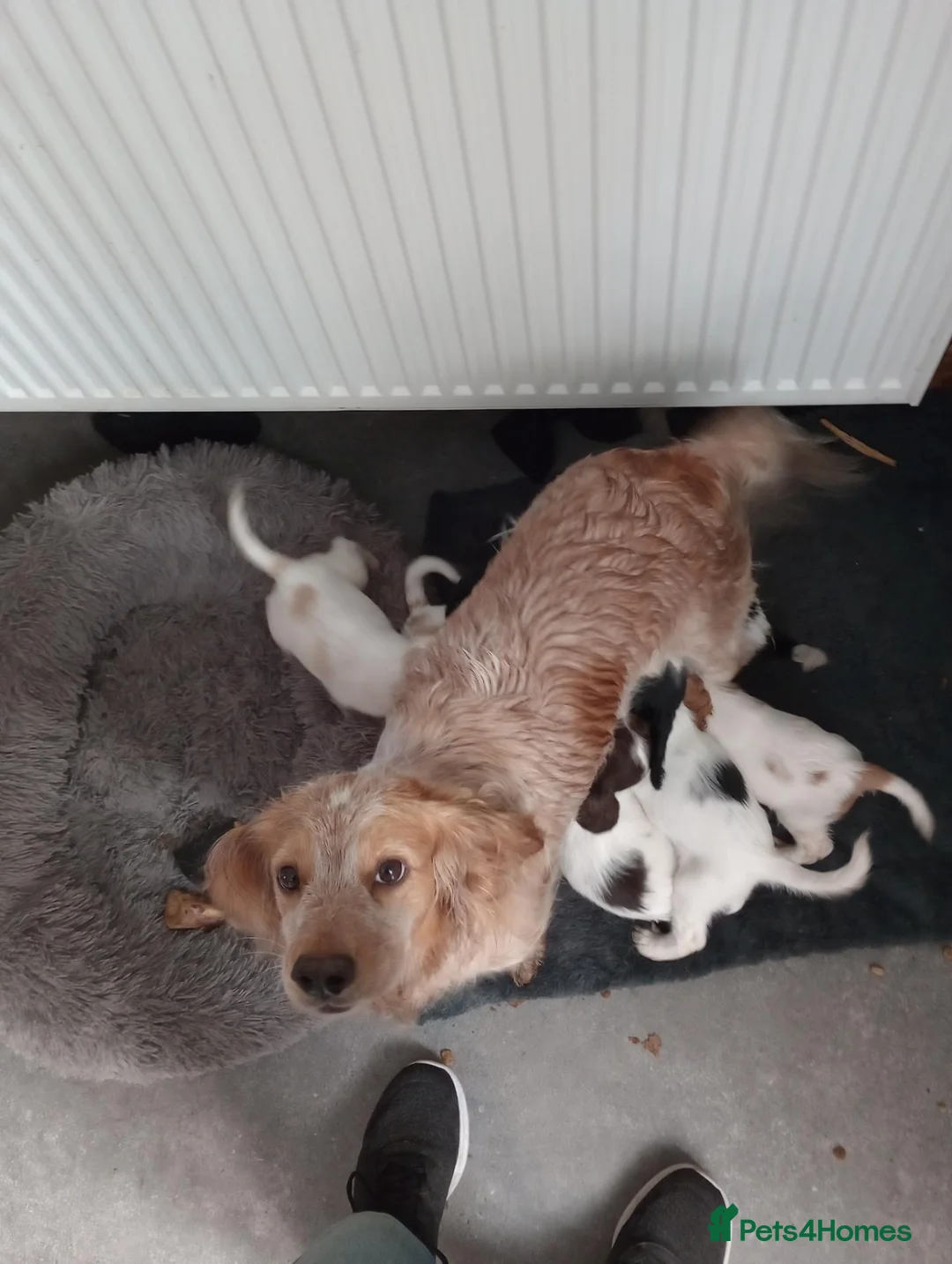 Cocker Spaniel dogs for sale: Working cocker spaniel puppies  - Advert 9